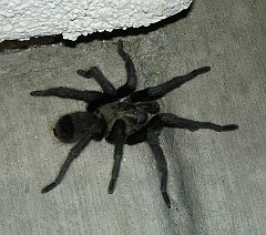California tarantula